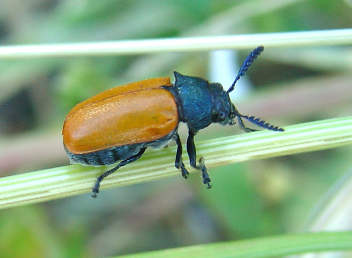 Labidostomis (Labidostomis) taxicornis